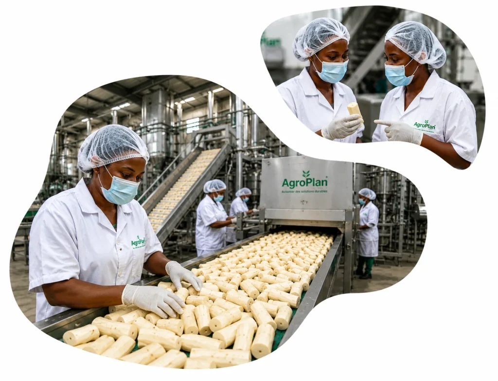 Processus de production du placali AgroPlan